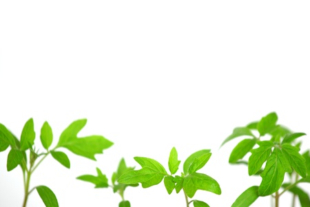 plant of tomato isolated on white