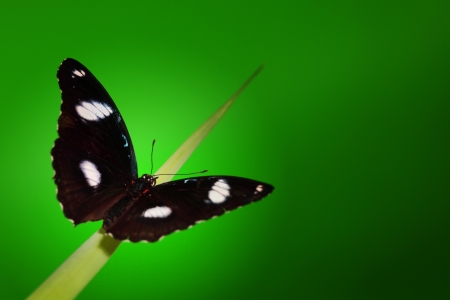 hypolimnas bolina on green grass の写真素材