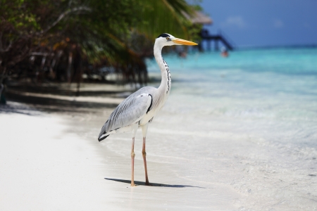 Stork on the ocean coastの写真素材