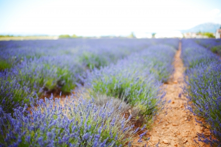 beautiful image of lavender fieldの写真素材