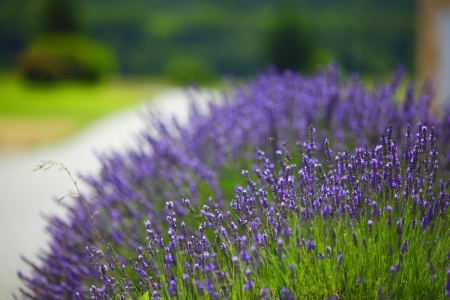 Lavender flowers close upの写真素材