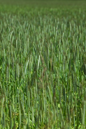 Early spring wheat fieldの写真素材