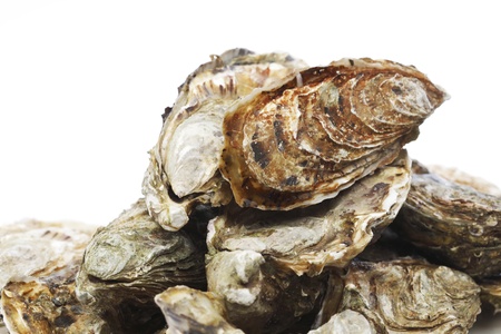 Oysters isolated on white backgroundの写真素材