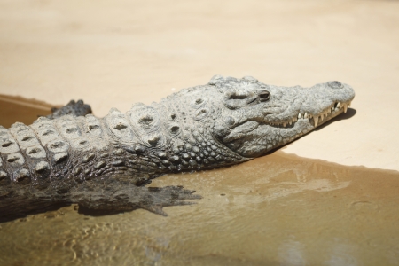 Close-up of Alligator coming out of riverの写真素材