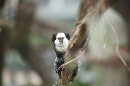 Close-up portrait of White-headed Marmoset sitting in a treeの写真素材