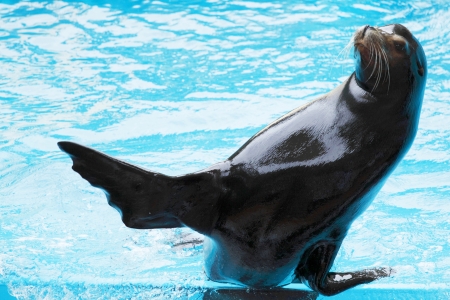 Sea lion playing in blue waterの写真素材