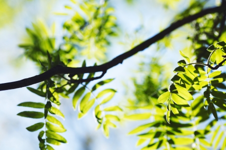 Green spring rowan leaves backgroundの写真素材