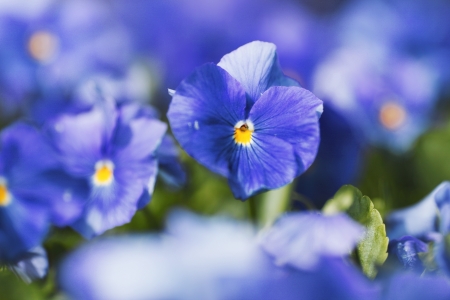 Beautiful blue violets in garden close-upの写真素材