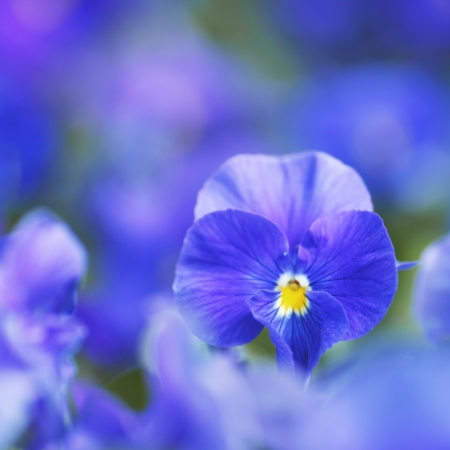 Beautiful blue violets in garden close-upの写真素材