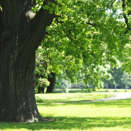 Beautiful oak tree in park at sunny dayの写真素材