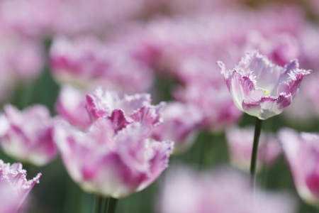 Fresh pink tulips in garden close-upの写真素材