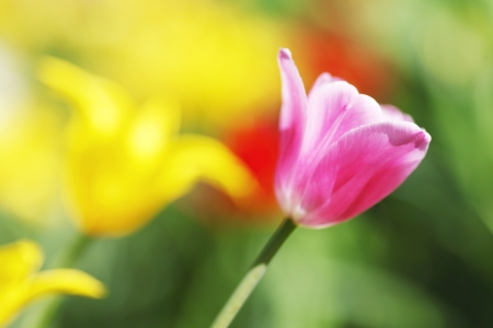 Fresh colorful tulips in garden close-upの写真素材