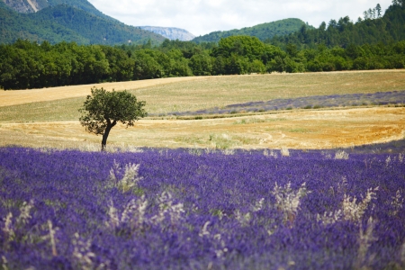 beautiful image of lavender fieldの写真素材