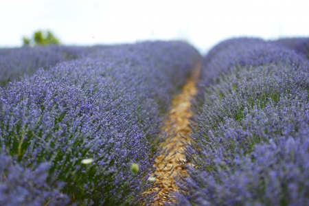 beautiful image of lavender fieldの写真素材