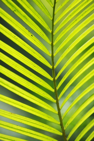 palm tree leaf in sunlight close-upの写真素材
