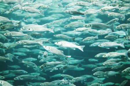 Many mackerel fish, underwater viewの写真素材