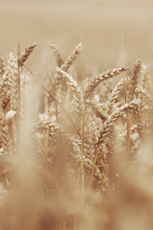 wheat close up on farm fieldの写真素材