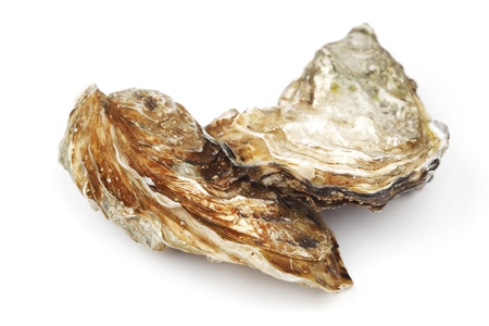 Oysters isolated on white background