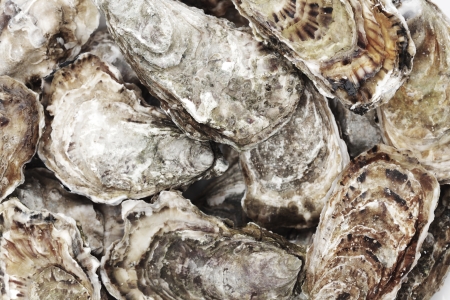 Oysters background の写真素材