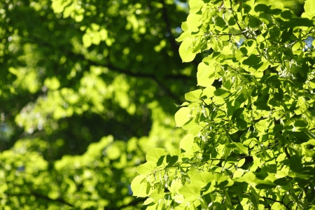 Beautiful leaves of linden close-up at sunny dayの写真素材