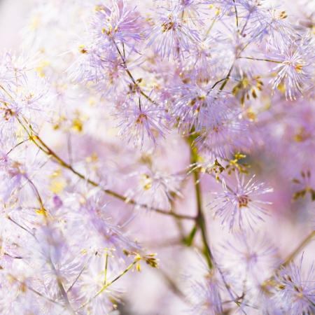 Pink flower of Astilbe macro close-upの写真素材