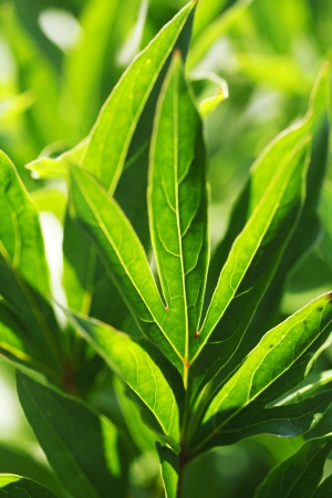 Beautiful green leaf background close-upの写真素材