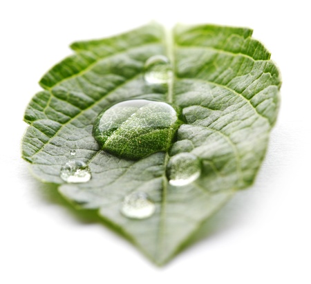 Water drop on leaf isolated on white background macroの写真素材