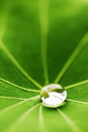 Water drop on green Nasturtium leaf macroの写真素材