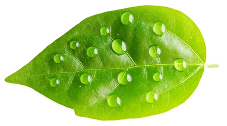 Water drop on leaf isolated on white background macroの写真素材