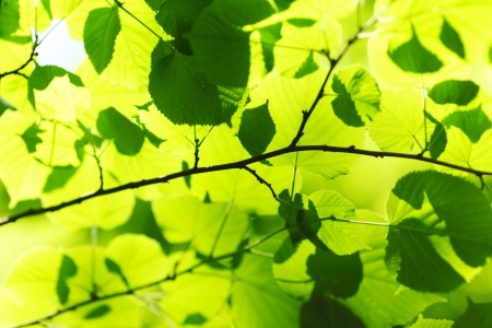 Beautiful leaves of linden close-up at sunny dayの写真素材