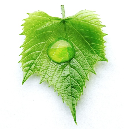 Water drop on leaf isolated on white background macroの写真素材