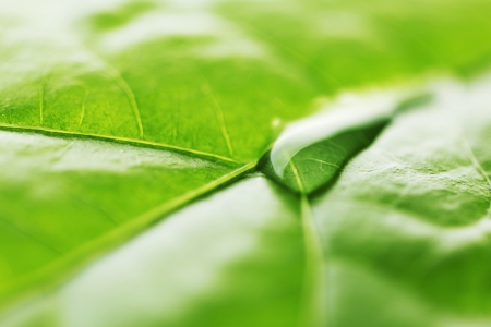 Water drop on green leaf macroの写真素材