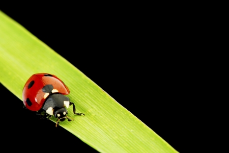 ladybug on grass isolated black backgroundの写真素材