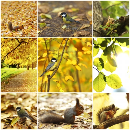 collage of autumn backgroundsの写真素材