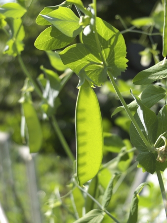 Green peas growing on the farmの写真素材