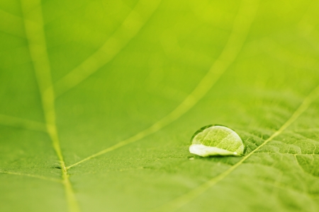 Water drop on fresh green leaf macroの写真素材