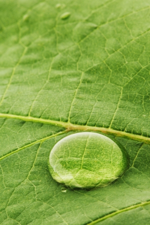 Water drop on fresh green leaf macroの写真素材
