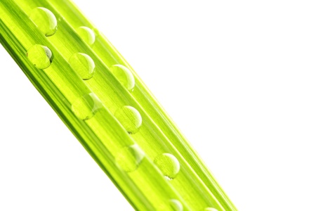 Water drops on the green grass blade isolated on white backgroundの写真素材