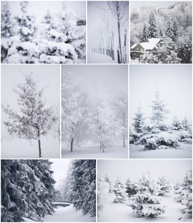 collage of winter trees in snowの写真素材