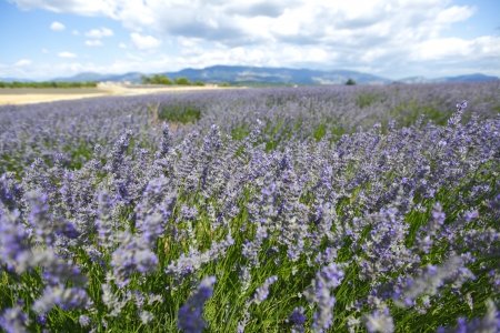 beautiful image of lavender fieldの写真素材