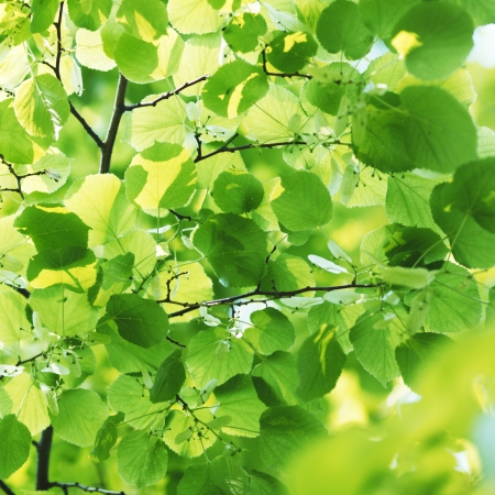 Beautiful leaves of linden close-up at sunny dayの写真素材