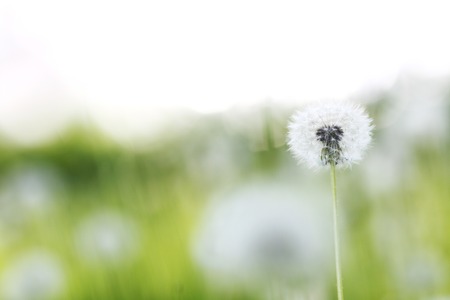 Beautiful white dandelion flowers close-upの写真素材