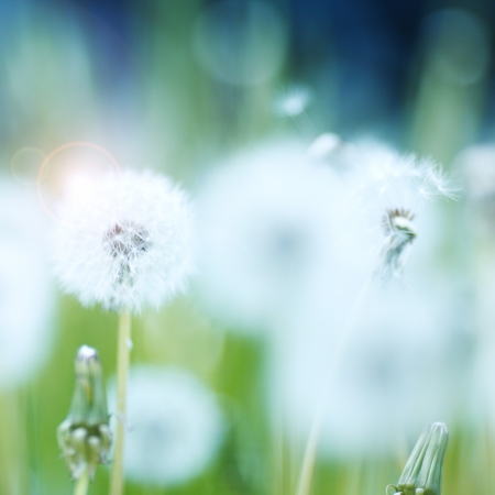 Beautiful white dandelion flowers close-upの写真素材
