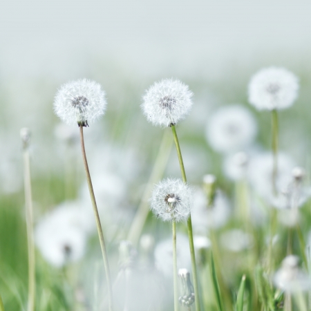 Beautiful white dandelion flowers close-upの写真素材