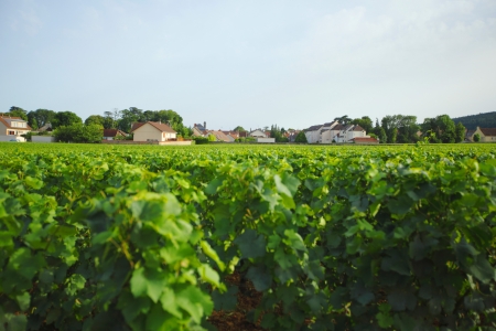 View of the vineyards in Gevrey Chambertin, Franceの写真素材