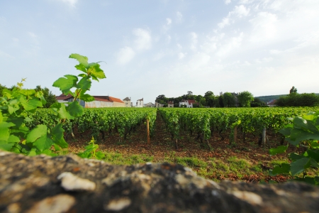 View of the vineyards in Gevrey Chambertin, Franceの写真素材
