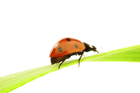 ladybug on green grass isolated white background