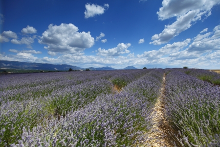 beautiful image of lavender fieldの写真素材