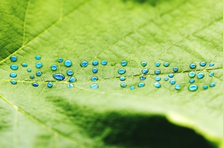 Green leaf with drops of water shaped as word natureの写真素材