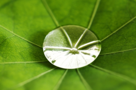 Water drop on green Nasturtium leaf macroの写真素材